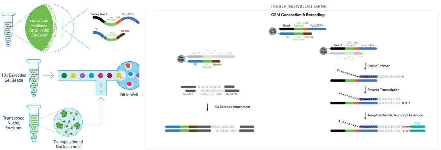 10x-multiomics-nxtgnt-ghent-university-sequencing-core-facility