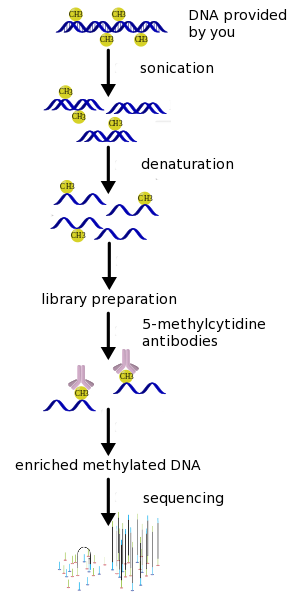 (hydroxy)Methylated DNA ImmunoPrecipitation (h)MeDIP