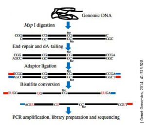 what is reduced representation bisulfite sequencing